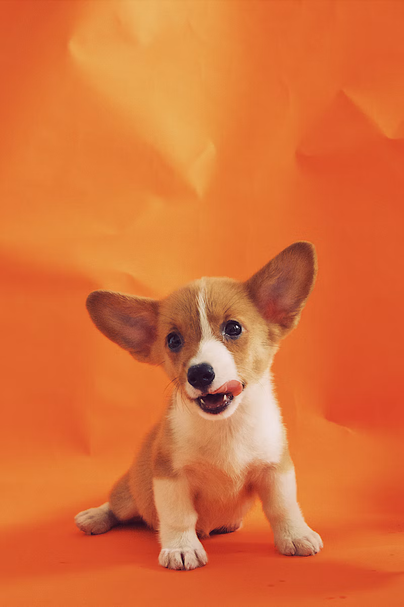 Colônia Pet